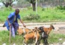 Les Députés du Kwango alertent sur une épidémie qui tue les animaux domestiques