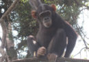 Les chimpanzés menacés d’extinction dans le parc national de la Lomami au Maniema
