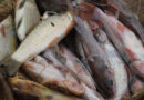 Le lac Edouard perd plusieurs espèces de poisson du côté congolais